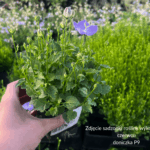 Dzwonek Samantha Campanula (1)