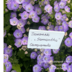Dzwonek Samantha Campanula (2) (1)