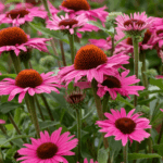 jeżówka