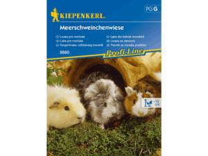 łąka kwietna dla świnek morskich