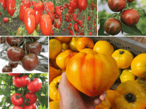 pomidory różne
