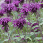 monarda