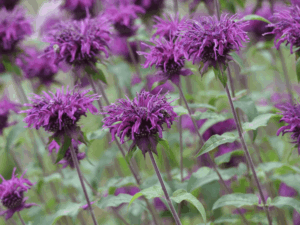 monarda