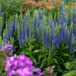 Przetacznik 'Ulster Blue Dwarf' (1) (1)