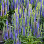 Przetacznik 'Ulster Blue Dwarf' (2)