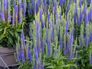 Przetacznik 'Ulster Blue Dwarf' (2)