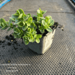 Rozchodnik Sun Sparkler Lime Zinger (1)