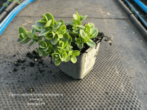 Rozchodnik Sun Sparkler Lime Zinger (1)