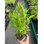 Rozwar ' Mariesii' (1)