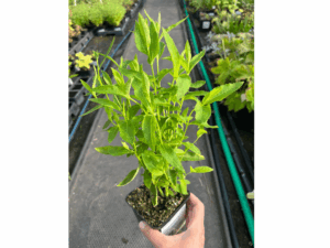 Rozwar ' Mariesii' (1)