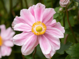 kwiaty