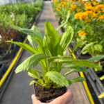 _' Złocień ' Crazy Daisy '