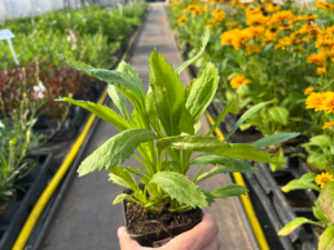 _' Złocień ' Crazy Daisy '