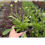 Złocień ' Sweet Daisy Rebecca''' (1)