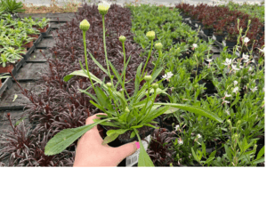 Złocień ' Sweet Daisy Rebecca''' (1)