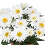 Złocień 'Sweet Daisy Rebecca' (4)