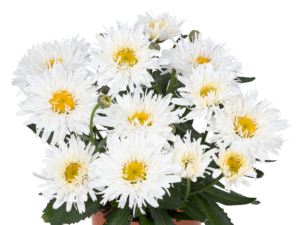 Złocień 'Sweet Daisy Rebecca' (4)
