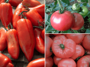 Pomidor szczepiony odmiany do uprawy w gruncie 3 sztuki