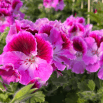 pelargonia angielska