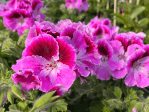 pelargonia angielska