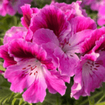 pelargonia angielska