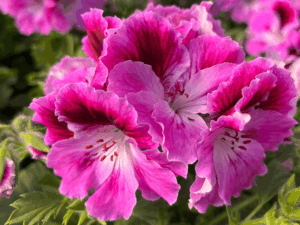 pelargonia angielska