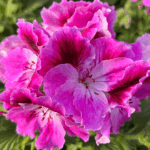 pelargonia angielska