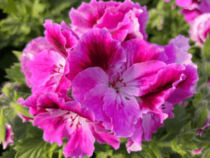 pelargonia angielska