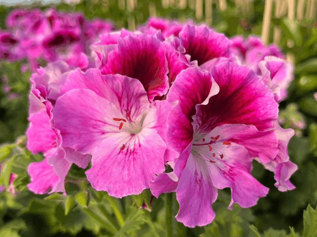 pelargonia angielska