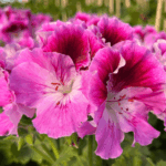 pelargonia angielska