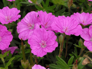 Bodziszek - Geranium Ankum's Pride sadzonka P9 różowy