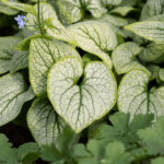 brunnera
