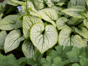 brunnera