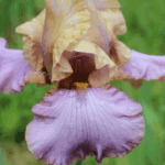 Irys Lady Juliet