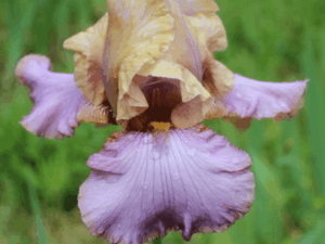 Irys Lady Juliet