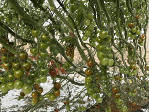 pomidorki