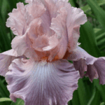 Irys Pond Lily