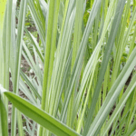 trawa cytrynowa