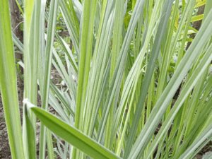 trawa cytrynowa