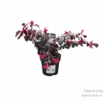 Loropetalum 'Black Pearl' (5) (1)