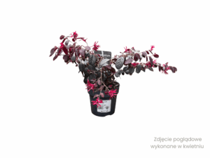 Loropetalum 'Black Pearl' (5) (1)