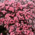 kwiaty