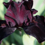 Anima Nera