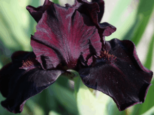 Anima Nera