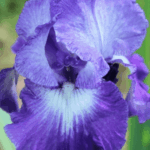 Irys fioletowy kwiat