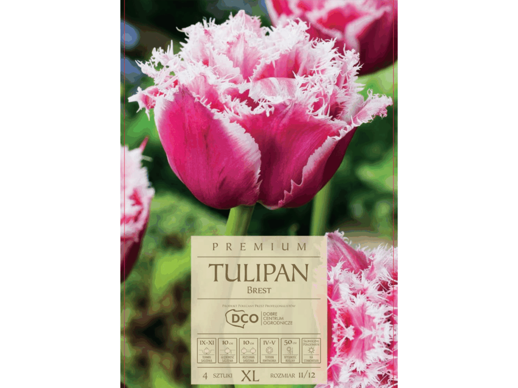 Tulipan 'Brest’ czerwono-białe kwiaty postrzępione brzegi cebule 4 szt