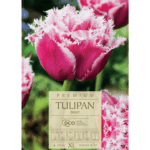 Tulipan Brest (1)