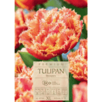 Tulipan brisbane (1)