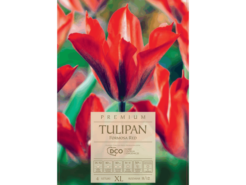 Tulipan 'Formosa Red’ czerwone kwiaty cebule tulipanów 4 szt