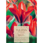 Tulipan formosa red (1)